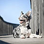 animal, blue_sky, boardwalk, border_collie, canine, daytime, dog, ears, fur, happy, lying_down, muzzle, nature, outdoor, pet, relaxing, smiling, sunlight, tongue_out, wood