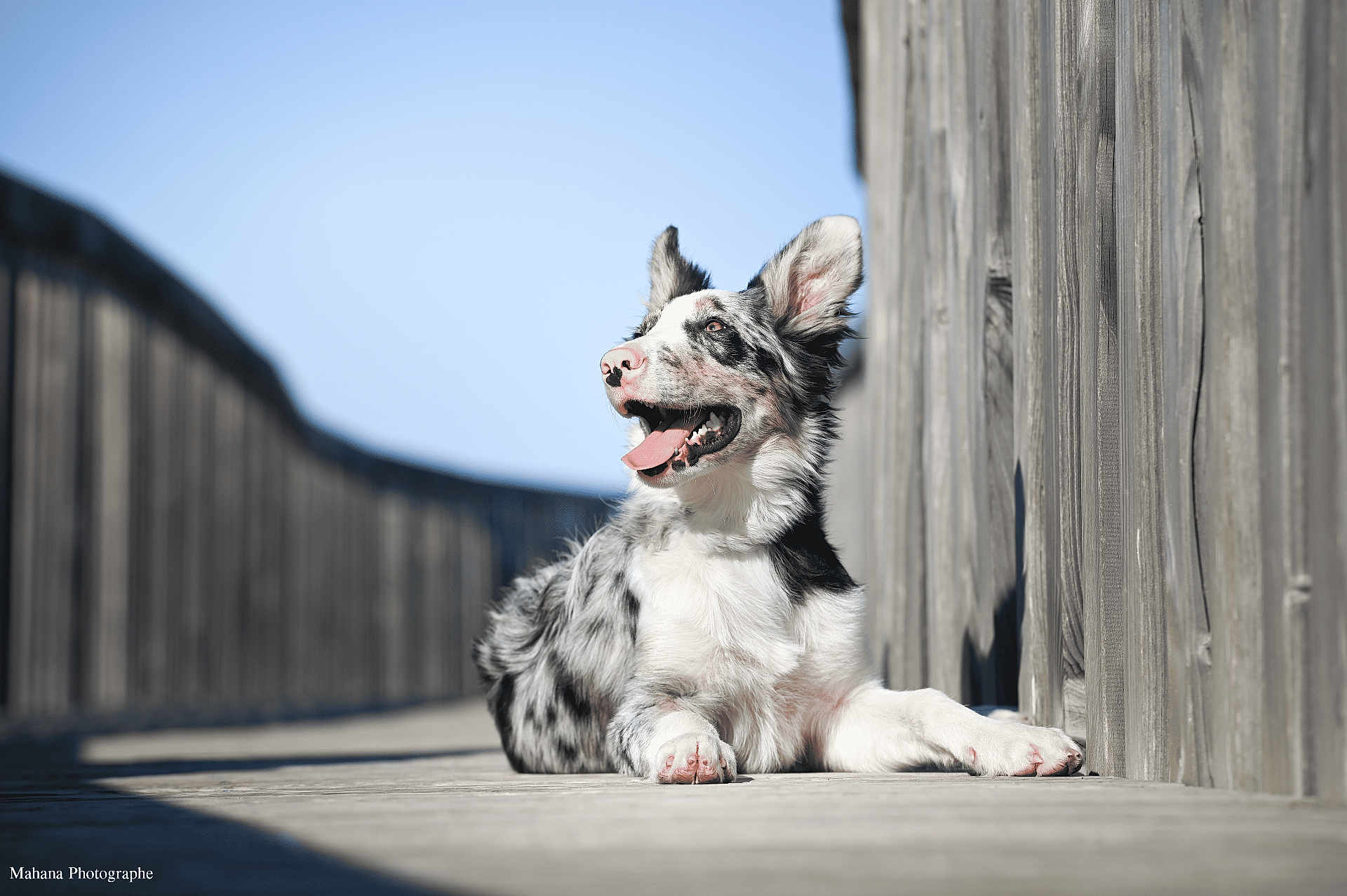 Kinai a rejoint le concours — aidez-le/la à gagner de superbes lots ! animal, blue_sky, boardwalk, border_collie, canine, daytime, dog, ears, fur, happy, lying_down, muzzle, nature, outdoor, pet, relaxing, smiling, sunlight, tongue_out, wood