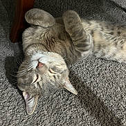Aslan joined the competition — help win amazing prizes! animal, carpet, cat, closeup, cozy, cute, feline, fur, home, indoor, paw, pet, relaxed, resting, sleeping, soft, sunlight, tabby, texture, whiskers