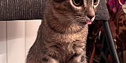 Aslan is registered to the contest to win money with this photo: animal, cat, chair, cozy, curious, cute, ears, eyes, feline, fur, indoor, kitten, pet, sitting, tabby, tail, texture, tongue, whiskers, young