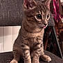 animal, cat, chair, cozy, curious, cute, ears, eyes, feline, fur, indoor, kitten, pet, sitting, tabby, tail, texture, tongue, whiskers, young