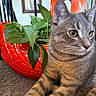 Aslan joined the competition — help win amazing prizes! animal, carpet, cat, ceramic_planter, closeup, cozy, ears, eyes, feline, furniture, gray_tabby, green_leaves, home_decor, houseplant, indoor, pet, plant, portrait, red_planter, whiskers