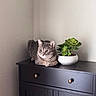 Aslan is registered to the contest to win money with this photo: animal, black_cabinet, cat, corner, cozy, cute, domestic, furniture, gray_tabby, green, indoor, natural_light, pet, plant, pot, relaxed, still_life, succulent, texture, white_pot