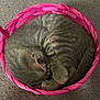Aslan is registered to the contest to win money with this photo: animal, basket, carpet, cat, cozy, curled_up, cute, domestic_cat, feline, fur, gray_cat, indoor, kitten, pet, pink_basket, resting, sleeping, small, tabby, woven_basket