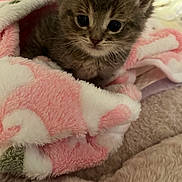 Aslan joined the competition — help win amazing prizes! animal, baby, blanket, cat, cozy, cute, cute_animal, domestic_animal, fur, furry, indoor, kitten, pet, pink, resting, sleepy, small, soft, whiskers, white