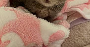 Aslan joined the competition — help win amazing prizes! animal, baby, blanket, cat, cozy, cute, cute_animal, domestic_animal, fur, furry, indoor, kitten, pet, pink, resting, sleepy, small, soft, whiskers, white