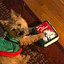 animal, book, canine, carpet, christmas, cozy, dog, festive, green_clothing, grinch, holiday, indoor, paw, pet, plush_toy, red_trim, relaxed, scruffy, toy, wooden_floor
