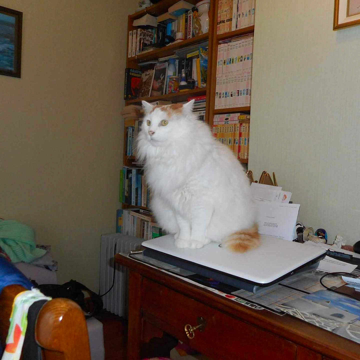 Mika participe au concours pour gagner de l'argent avec cette photo : animal, architecture, bookcase, building, cat, computer, desk, electronics, furniture, indoors, laptop, livingroom, pc, pet, photoframe, room, shelf, table, text, wood