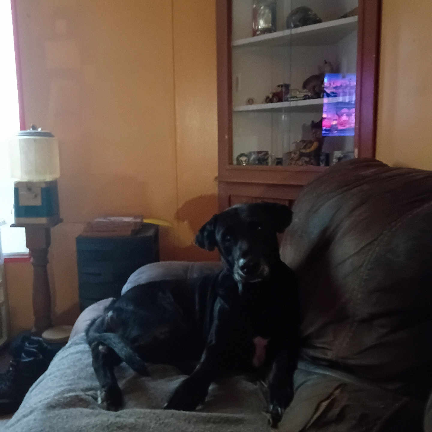 Bailey joined the competition — help win amazing prizes! dog, black_dog, pet, animal, sitting, couch, blanket, living_room, home, indoors, furniture, cabinet, lamp, television, reflection, portrait, dark_fur, relaxed, alert, cozy