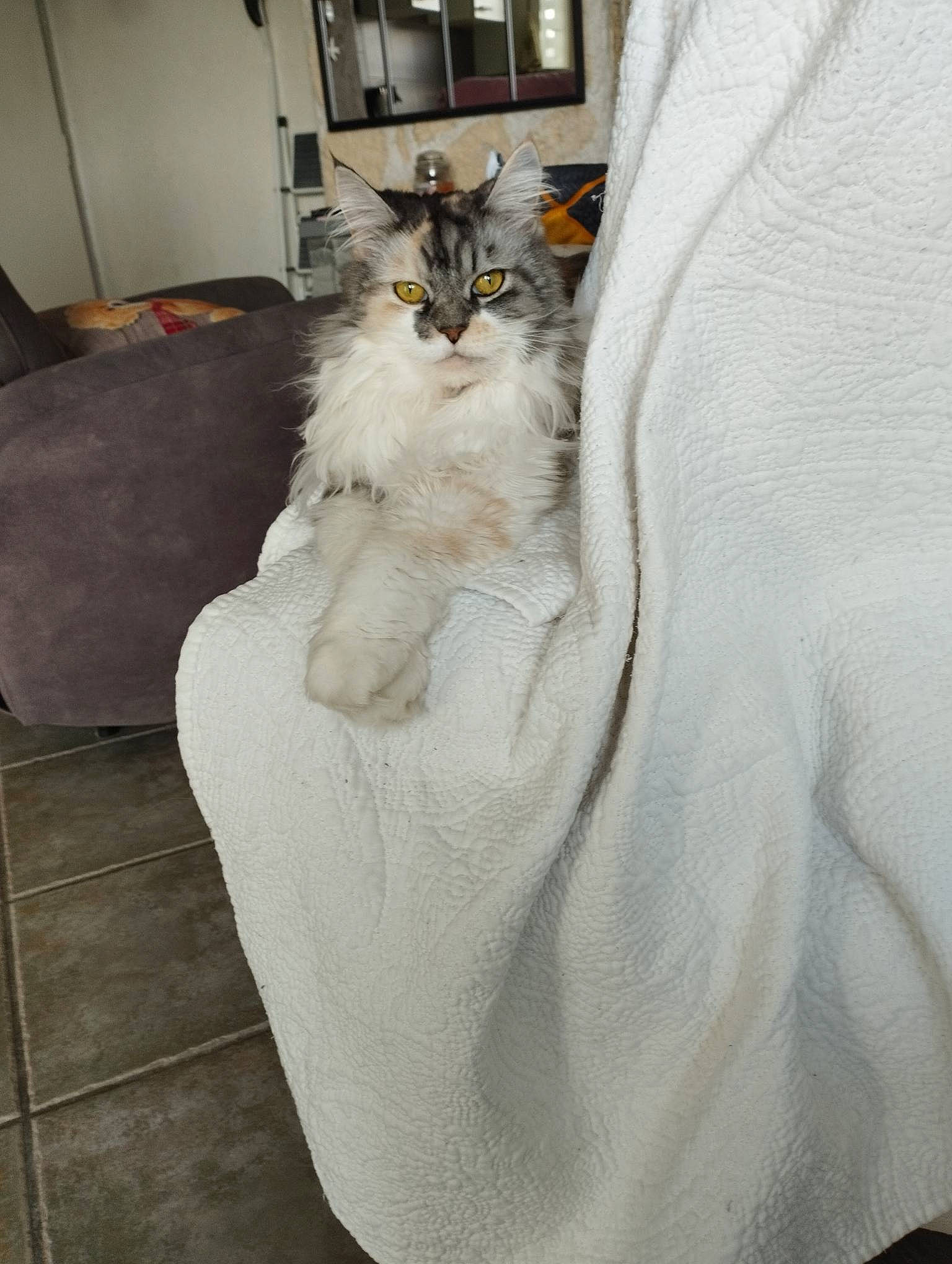 Lady a rejoint le concours — aidez-le/la à gagner de superbes lots ! bed_sheet, bedding, carnivore, cat, comfort, couch, domestic_short_haired_cat, felidae, flooring, formal_wear, fur, grey, hardwood, human_leg, linens, paw, small_to_medium_sized_cats, tail, whiskers, wood