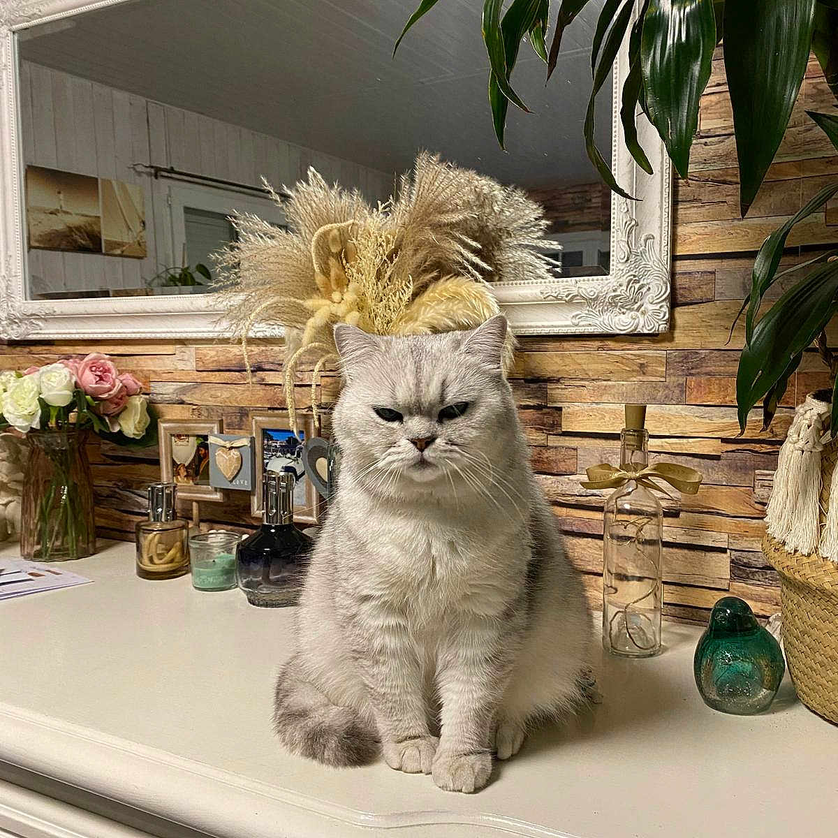 Beethoven a rejoint le concours — aidez-le/la à gagner de superbes lots ! cat, cozy, decorative_bottles, dresser, dried_flowers, feline, framed_photos, furniture, green_leaves, home_decor, indoor, mirror, ornate_frame, pet, plant, silver_tabby, sitting, unimpressed_expression, white_surface, wooden_wall