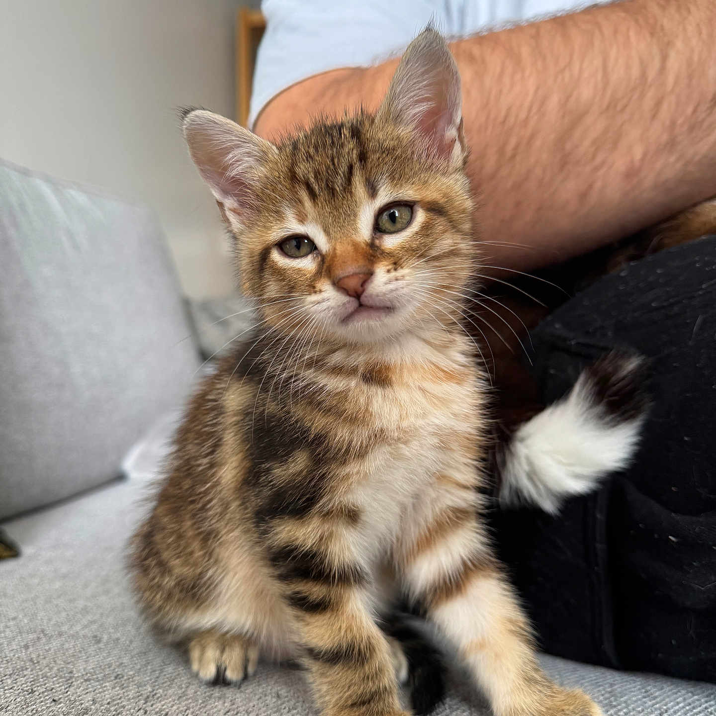 Nala