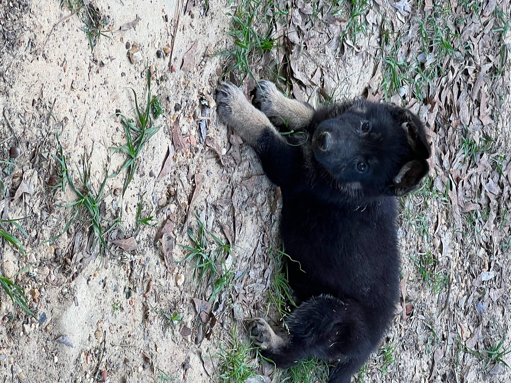 Sasha is registered to the contest to win money with this photo: big_cats, black_cat, bombay, companion_dog, dog, dog_breed, domestic_short_haired_cat, felidae, fur, grass, groundcover, paw, plant, sculpture, small_to_medium_sized_cats, soil, terrestrial_animal, tree, whiskers, working_animal