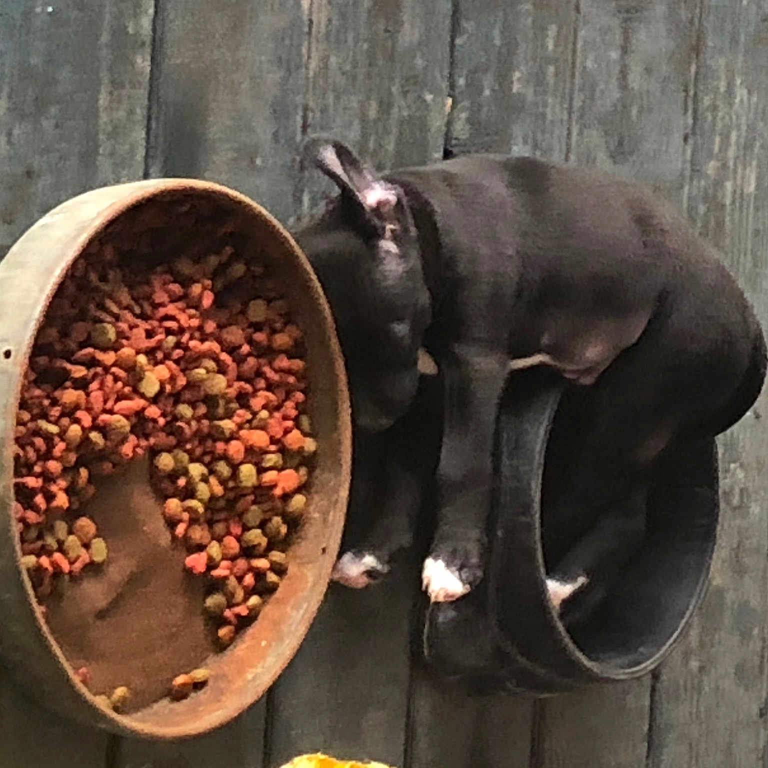 Bear