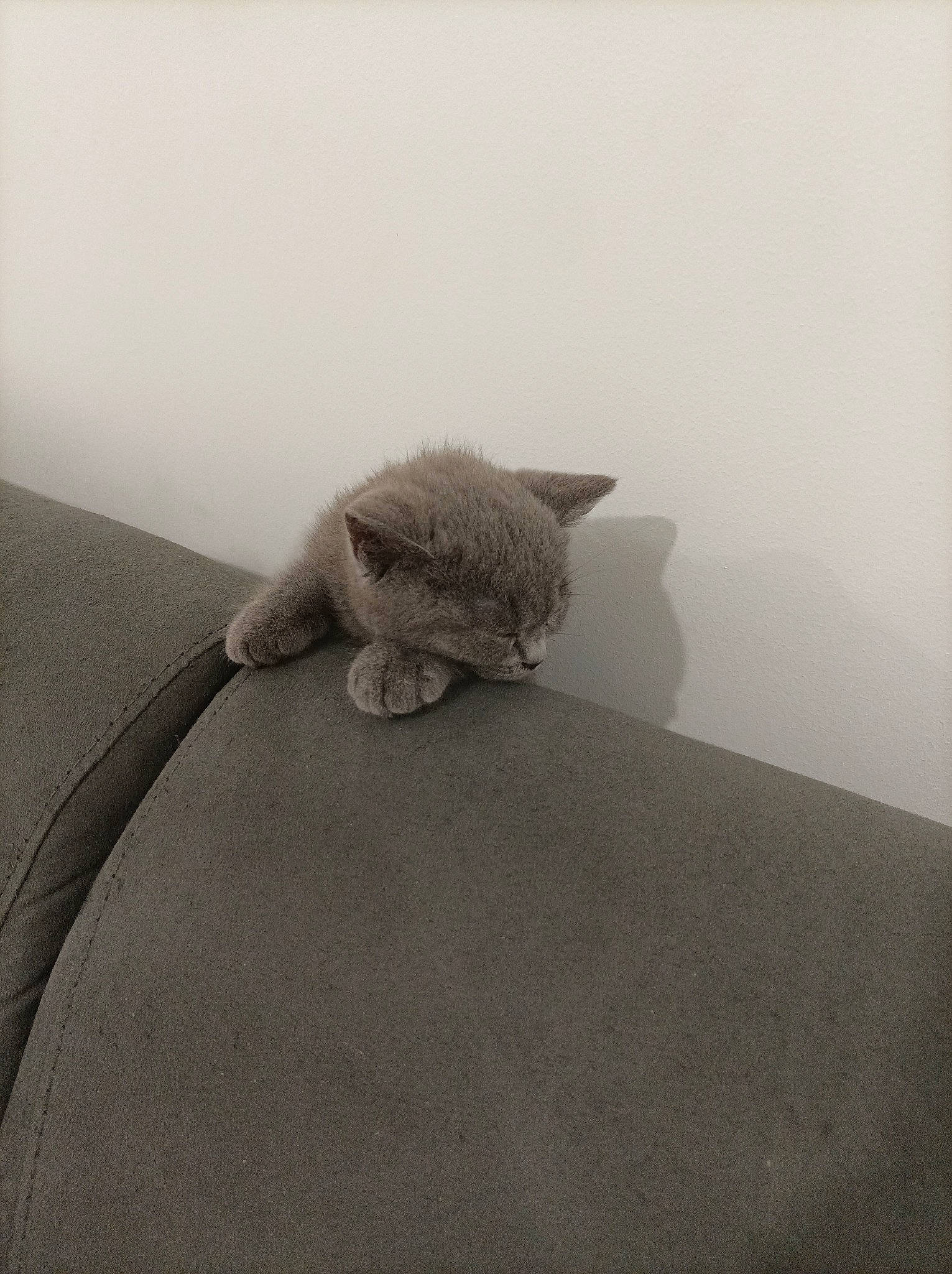 T'Choupi participe au concours pour gagner de l'argent avec cette photo : carnivore, comfort, fawn, felidae, flooring, fur, grey, landscape, linens, monochrome, monochrome_photography, paw, small_to_medium_sized_cats, stuffed_toy, tail, teddy_bear, terrestrial_animal, toy, whiskers, wood