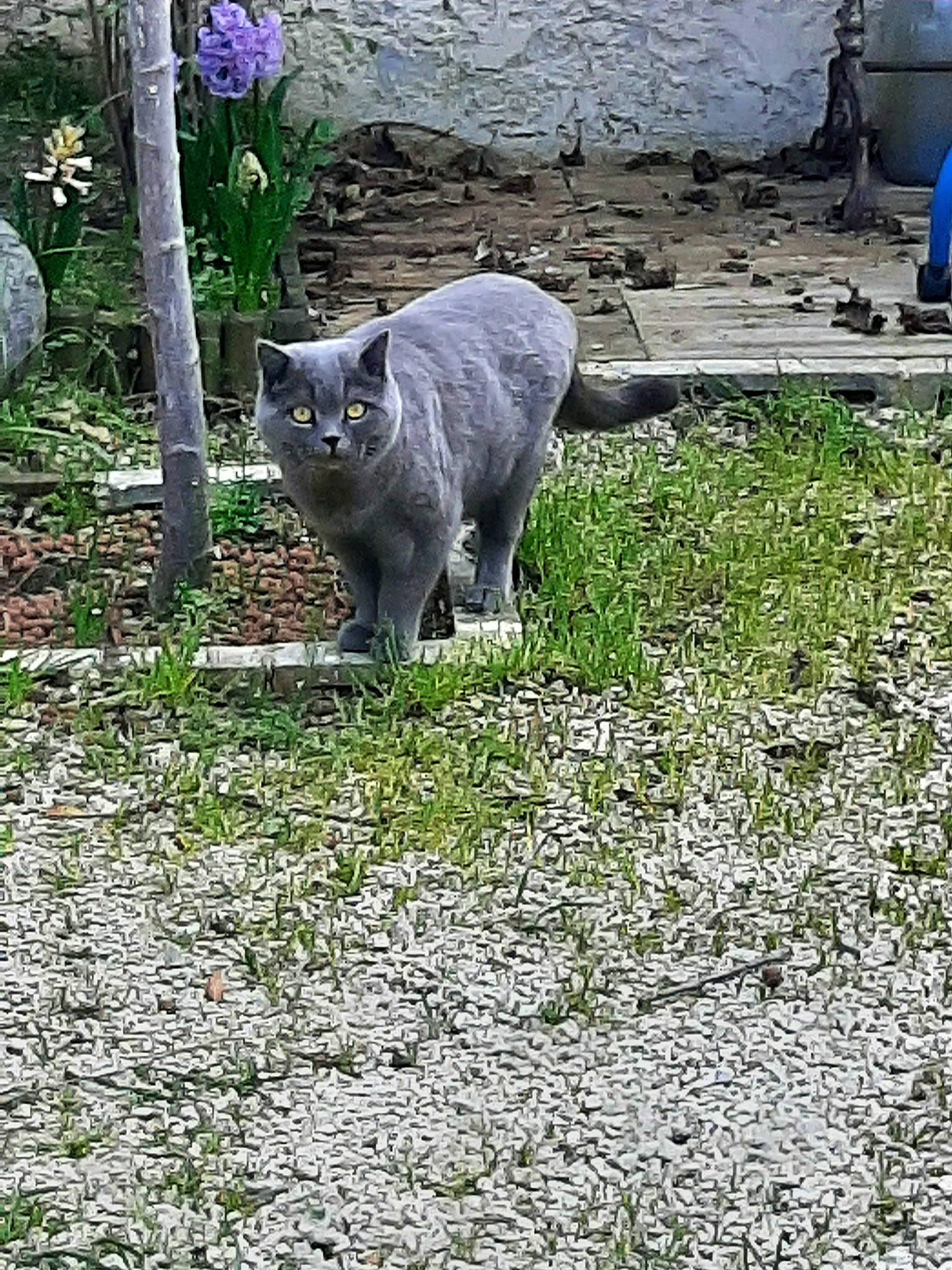 Minou participe au concours pour gagner de l'argent avec cette photo : blue, cat, domestic_short_haired_cat, felidae, fur, grass, grey, groundcover, plant, road_surface, russian_blue, shrub, small_to_medium_sized_cats, soil, tail, terrestrial_animal, water, whiskers