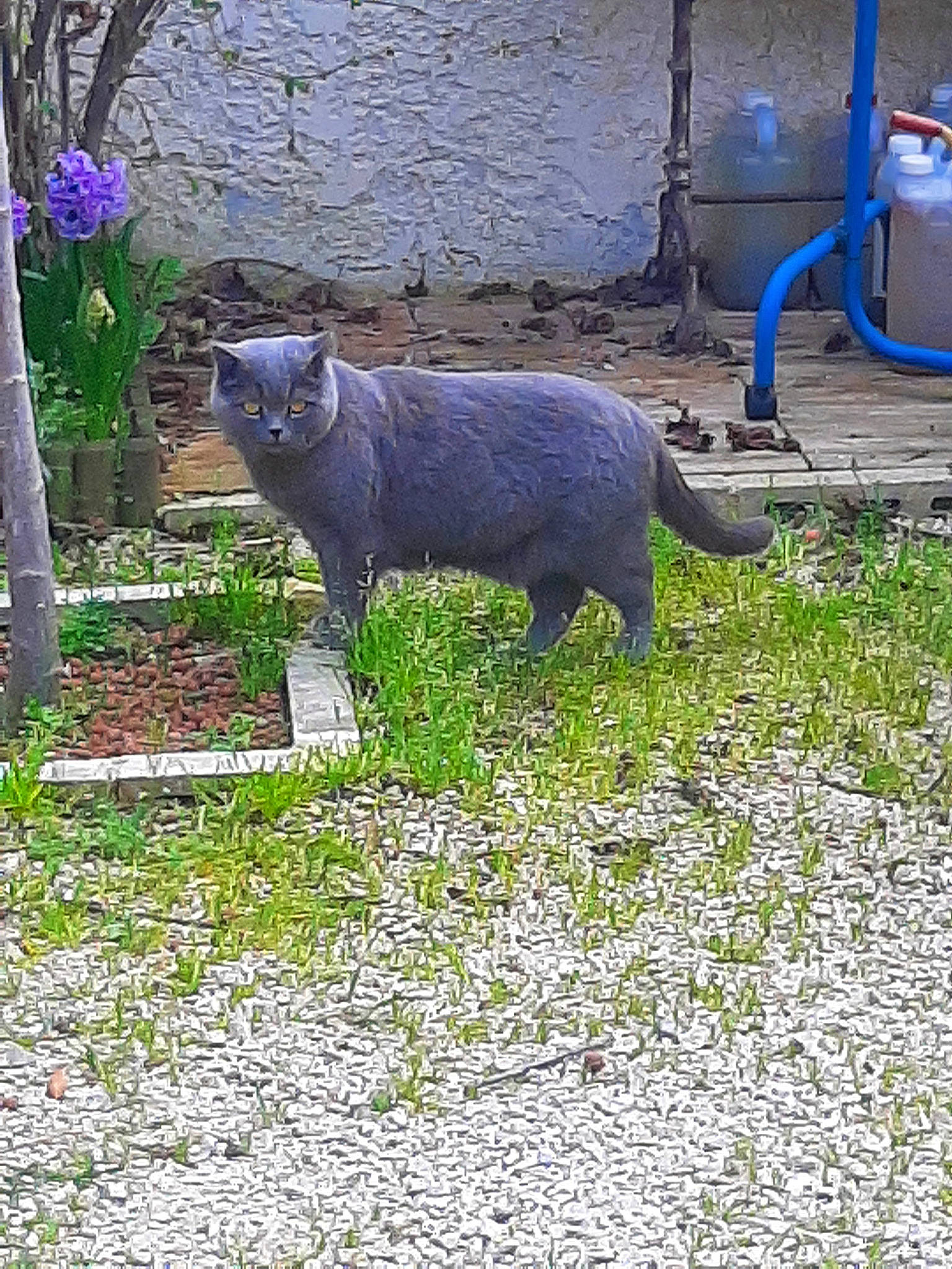 Minou participe au concours pour gagner de l'argent avec cette photo : art, carnivore, cat, domestic_short_haired_cat, electric_blue, felidae, flooring, garden, gas, grass, groundcover, home_appliance, plant, road_surface, russian_blue, shrub, small_to_medium_sized_cats, tail, terrestrial_animal, whiskers