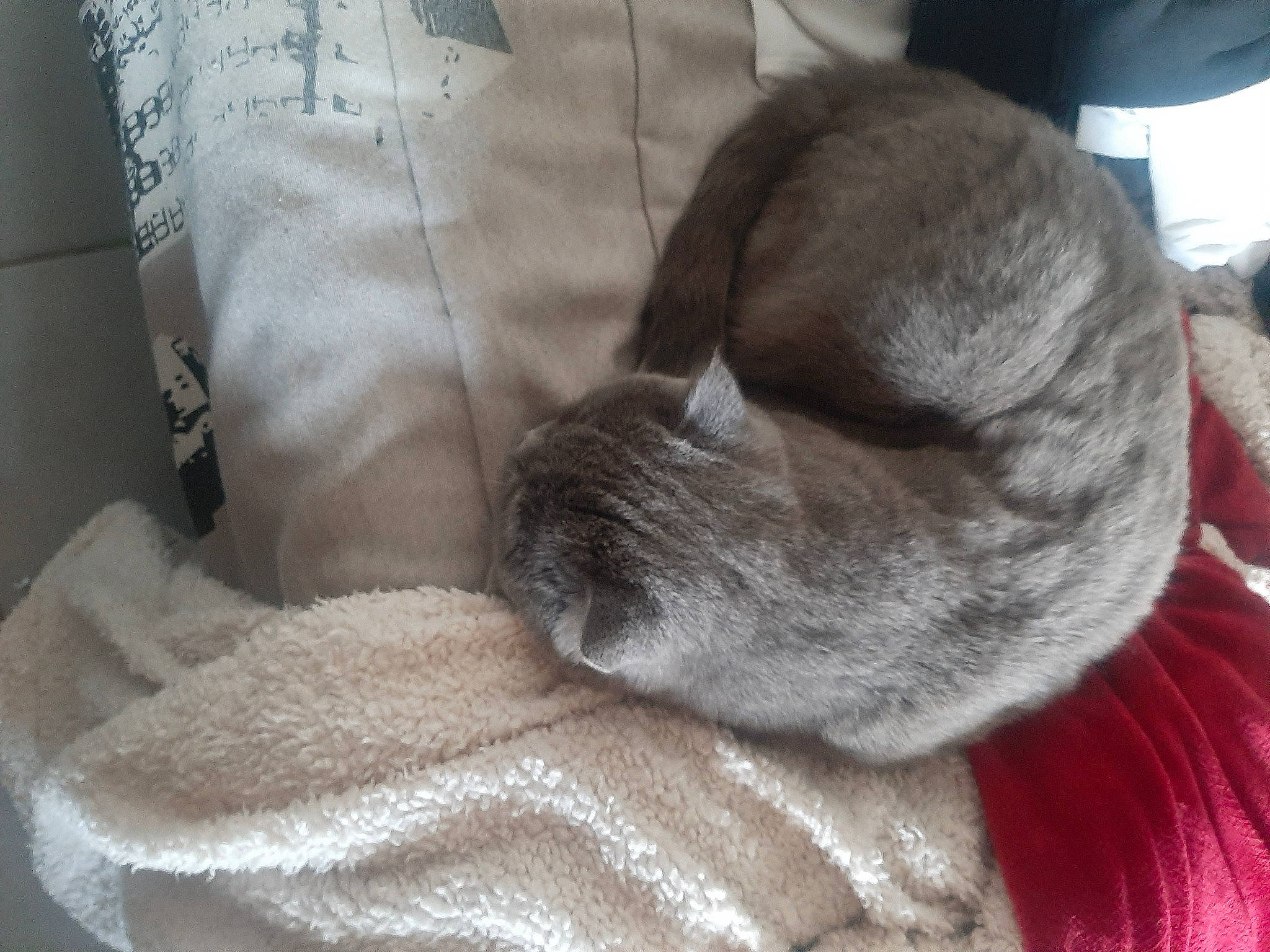 Minou participe au concours pour gagner de l'argent avec cette photo : carnivore, cat, claw, comfort, companion_dog, dog, dog_breed, domestic_short_haired_cat, ear, felidae, fur, grey, linens, nap, pillow, small_to_medium_sized_cats, snout, tail, terrestrial_animal, whiskers