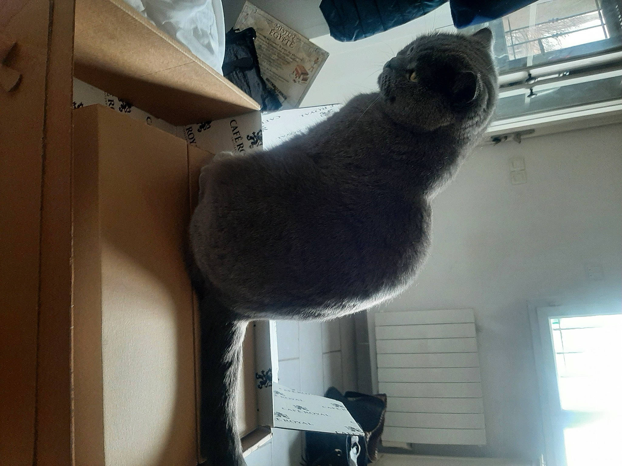 Minou participe au concours pour gagner de l'argent avec cette photo : carnivore, carton, cat_supply, ceiling, comfort, dog_breed, domestic_short_haired_cat, felidae, fur, grey, room, shipping_box, small_to_medium_sized_cats, snout, stuffed_toy, tail, whiskers, window, wood, wool