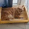 basket, cat, cozy, curled_up, ears, feline, floor, fluffy, fur, home, indoor, orange_cat, pet, relaxed, resting, sleeping, sunlight, whiskers, window, wooden_box