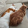  lounging, cats, couch, cuddling, cushions, felines, fluffy, fur, ginger_cat, home, indoor, orange_cat, pets, portrait, relaxed, resting, sleeping, sofa, tabby, white_cat