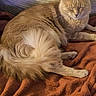 animal, bed, cat, cozy, domestic_animal, ears, feline, fluffy, fur, ginger_cat, indoors, lying_down, orange_blanket, pet, portrait, relaxed, resting, sleepy, textile, whiskers