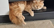 Winny participe au concours pour gagner de l'argent avec cette photo : carpet, cat, cats, dvd_player, entertainment_center, feline, fluffy, ginger_cat, home, indoor, long_hair, lounging, orange_cat, pet, relaxing, shelf, short_hair, sleeping_area, tile, white_cat