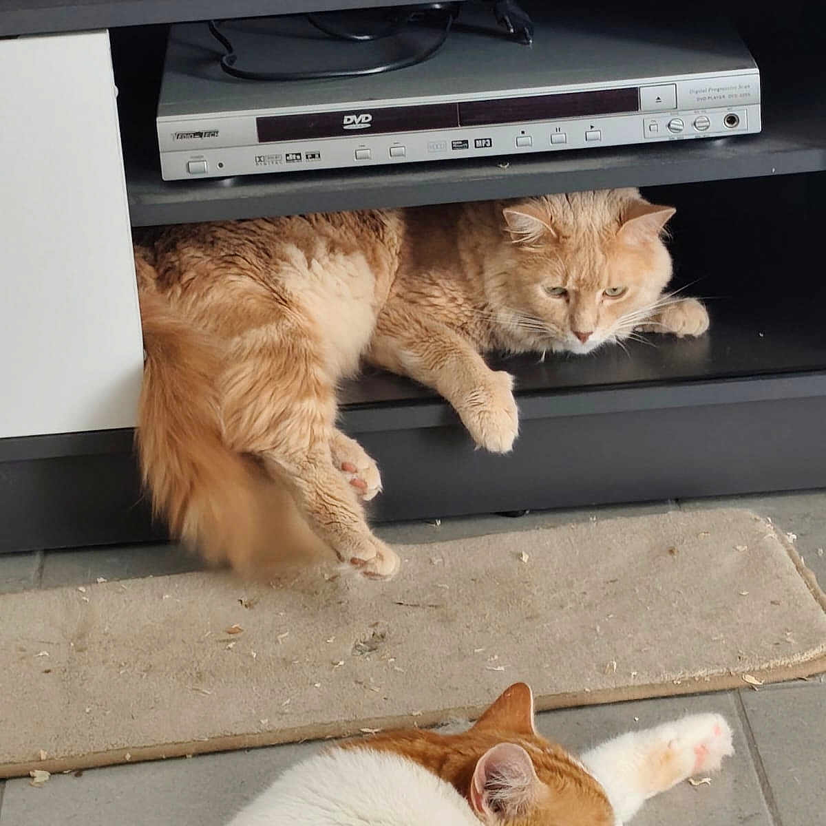 Winny participe au concours pour gagner de l'argent avec cette photo : cat, cats, ginger_cat, orange_cat, white_cat, fluffy, long_hair, short_hair, feline, pet, lounging, relaxing, sleeping_area, entertainment_center, dvd_player, shelf, indoor, home, carpet, tile