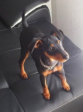 Jena a rejoint le concours — aidez-le/la à gagner de superbes lots ! black_and_tan_terrier, canidae, carnivore, dobermann, dog, dog_breed, ear, german_pinscher, guard_dog, jagdterrier, mammal, manchester_terrier, miniature_pinscher, pinscher, prazsky_krysarik, snout, toy_dog, toy_manchester_terrier, vertebrate, working_dog