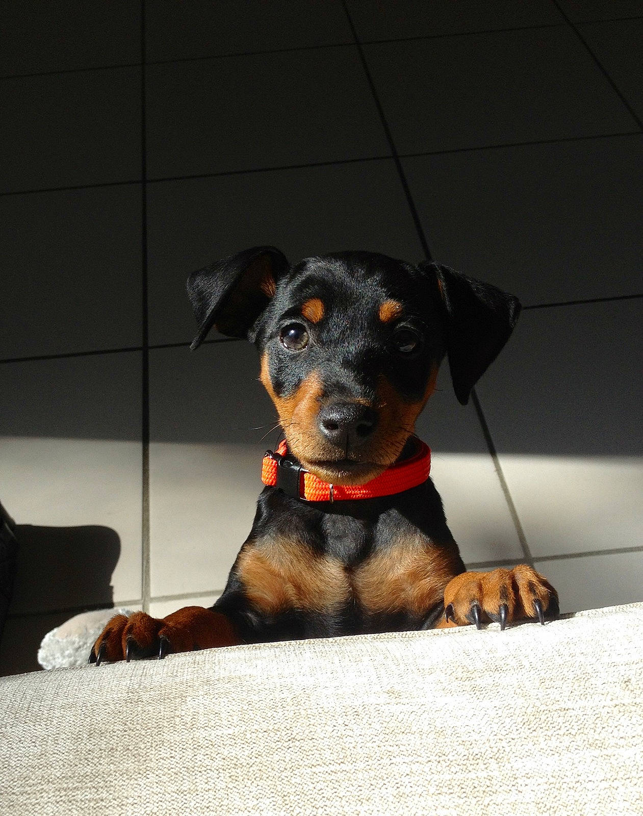 Jena participe au concours pour gagner de l'argent avec cette photo : black_and_tan_terrier, canidae, carnivore, dog, dog_breed, ear, german_pinscher, guard_dog, mammal, manchester_terrier, miniature_pinscher, pinscher, puppy, rare_breed_dog, snout, sporting_group, toy_dog, toy_manchester_terrier, vertebrate, working_dog