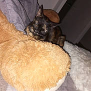Nala participe au concours pour gagner de l'argent avec cette photo : cat, tortoiseshell_cat, sleepy, cute, pet, animal, feline, whiskers, ears, face, fur, blanket, plush, pillow, bed, indoors, cozy, portrait, flash_photography, relaxing