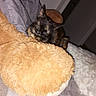 animal, bed, blanket, cat, cozy, cute, ears, face, feline, flash_photography, fur, indoors, pet, pillow, plush, portrait, relaxing, sleepy, tortoiseshell_cat, whiskers