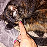 animal, bed, blanket, cat, close_up, cozy, curled_up, ear, flash_photography, fur, human_hand, indoor, paw, pet, pink_nails, relaxed, sleeping, tail, tortoiseshell_cat, whiskers