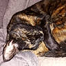 animal, black, blanket, brown, cat, close_up, closed_eyes, cozy, curled_up, ear, furry, indoors, orange, pet, photography, relaxed, resting, sleeping, tortoiseshell_cat, whiskers