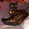 animal, bed, black, brown, cat, cozy, cushion, feline, glowing_eyes, home, indoor, lounging, pet, pillow, portrait, purple, sitting, stuffed_animal, teddy_bear, tortoiseshell_cat
