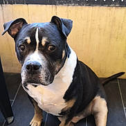 Titi a rejoint le concours — aidez-le/la à gagner de superbes lots ! dog, pet, sitting, black_and_white, floor, tile, indoors, ears, animal, canine, looking, fur, paw, tail, wall, panel, domestic_animal, companion, cute, calm