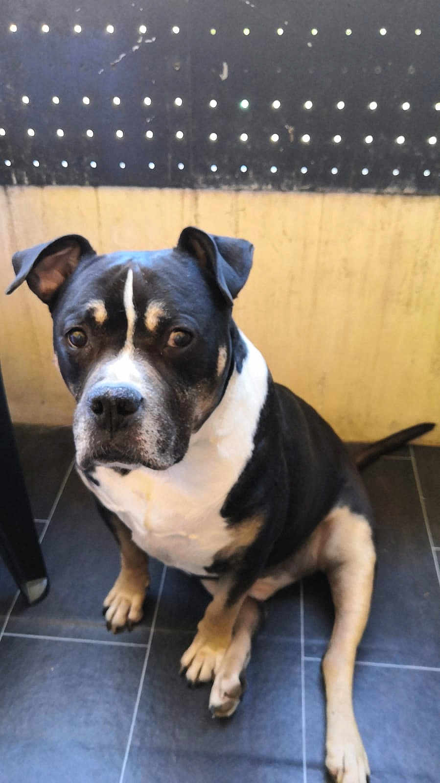 Titi a rejoint le concours — aidez-le/la à gagner de superbes lots ! dog, pet, sitting, black_and_white, floor, tile, indoors, ears, animal, canine, looking, fur, paw, tail, wall, panel, domestic_animal, companion, cute, calm