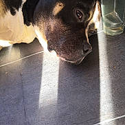 Titi a rejoint le concours — aidez-le/la à gagner de superbes lots ! animal, black_and_white, close_up, dog, ears, eyes, face, home, indoor, lying_down, nose, pet, photography, portrait, relaxed, resting, shadows, sleepy, sunlight, tile_floor