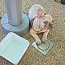 dog, french_bulldog, puppy, pet, animal, outdoor, gravel, patio, harness, orange_harness, blue_eyes, ears, paws, sitting, portrait, umbrella_stand, plastic_tub, ground, playful, photography