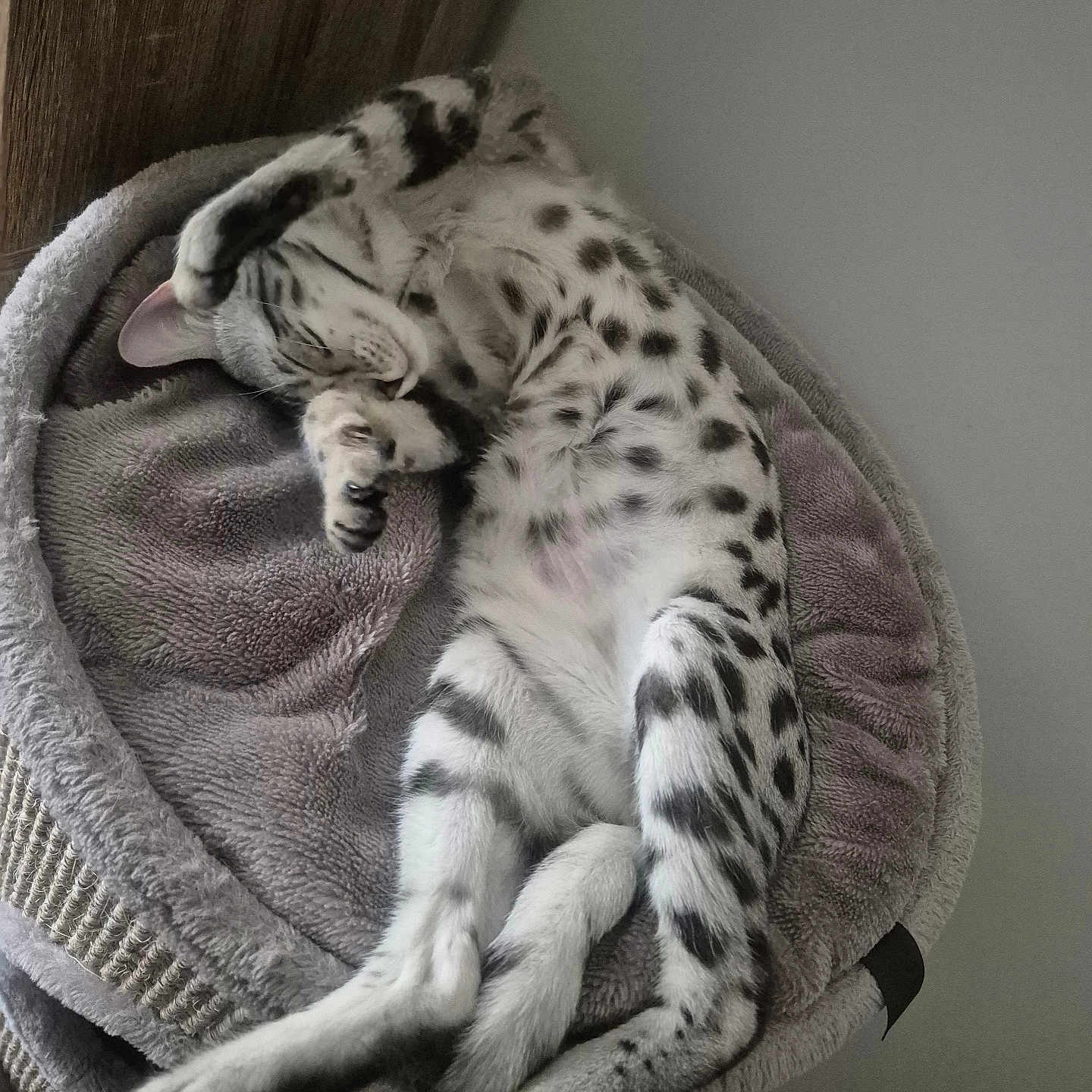 Zélyana a rejoint le concours — aidez-le/la à gagner de superbes lots ! animal, bed, cat, comfort, cozy, cute, domestic, feline, fur, indoor, paw, pet, quiet, relaxed, resting, sleeping, soft, spotted, tail, whiskers
