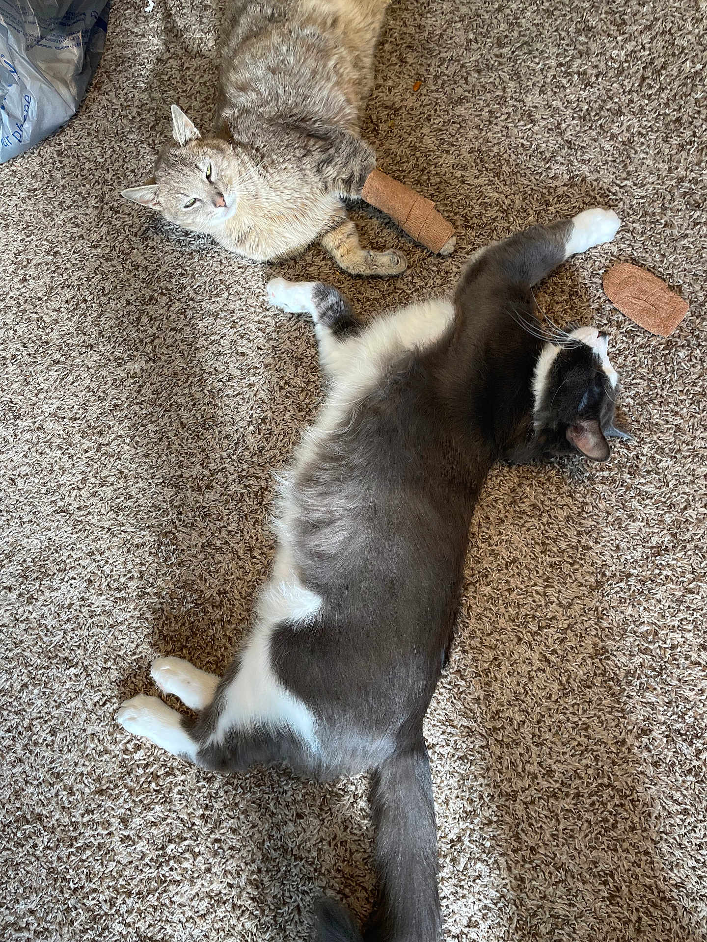 Tom N Jerry joined the competition — help win amazing prizes! cat, carpet, indoor, pet, animal, relaxed, lying_down, paw_wrap, two_cats, feline, domestic, cute, fur, whiskers, tabby, black_and_white, resting, companion, home, cozy