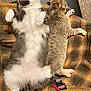 cat, cats, fluffy, sleeping, resting, plaid_blanket, indoor, pet, animal, feline, cozy, fur, relaxing, cute, whiskers, paws, two_animals, side_by_side, comfort, nap