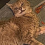 Tom N Jerry is registered to the contest to win money with this photo: cat, tabby, pet, animal, fur, food_container, cat_food, lying_down, wide_eyes, surprised_expression, whiskers, indoor, close_up, texture, mouth_open, ears_up, feline, domestic_cat, resting, looking