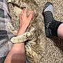 Tom N Jerry is registered to the contest to win money with this photo: cat, pet, fur, carpet, human_hand, sock, blanket, cozy, indoor, relaxation, snuggling, paw, clinging, comfort, animal, domestic, warmth, resting, feline, friendship