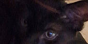 Rocket is registered to the contest to win money with this photo: black_cat, cat, indoor, close_up, blurry, dim_light, animal, pet, fur, eyes, hair, shadow, cozy, home, feline, dark, curiosity, soft, background, mystery
