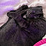 Rocket joined the competition — help win amazing prizes! kitten, black_cat, sleeping, fur, pet, cozy, resting, closeup, indoor, blanket, fabric, cute, animal, soft, nap, peaceful, small, feline, domestic_cat, purple_light