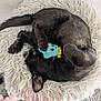 Rocket joined the competition — help win amazing prizes! cat, black_cat, fluffy_bed, plush_toy, sleeping, curled_up, indoor, pet, cozy, soft_texture, feline, animal, toy, carpet, pink, cute, relaxed, resting, domestic_cat, fur