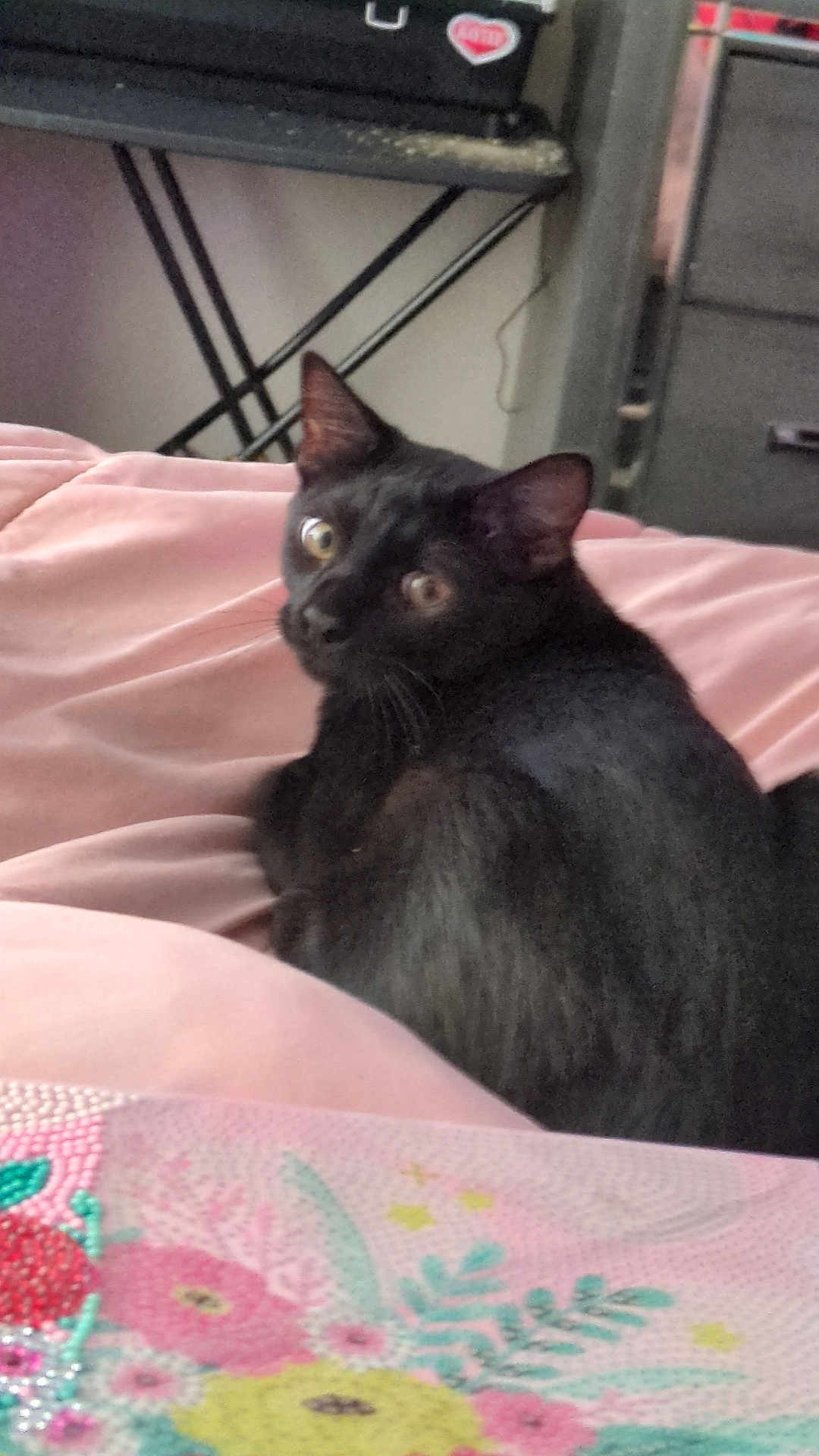 Rocket is registered to the contest to win money with this photo: black_cat, cat, pet, animal, indoor, bed, blanket, pink, floral_pattern, furniture, looking_back, resting, cute, whiskers, ears, eyes, close_up, cozy, domestic, household