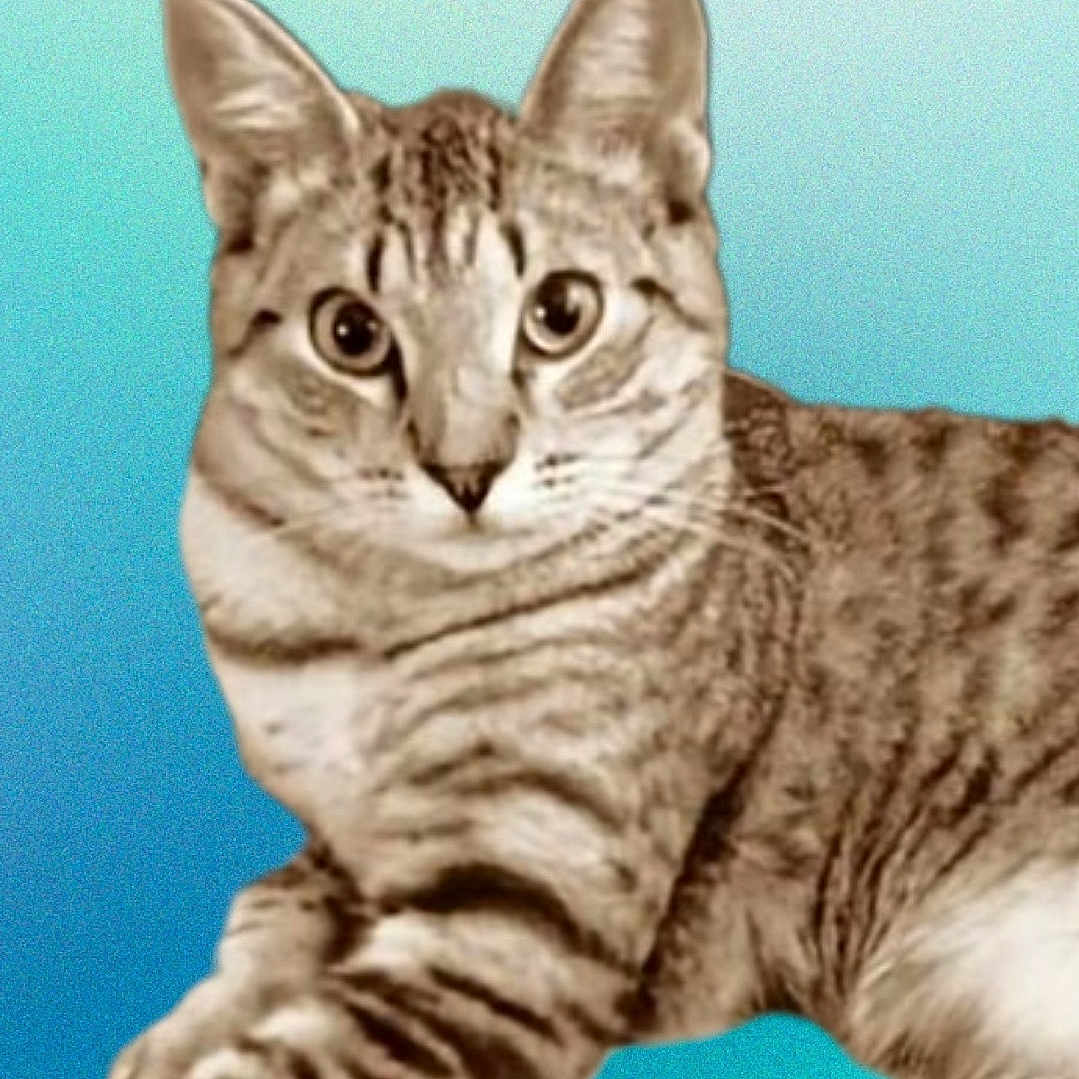 Nala joined the competition — help win amazing prizes! abyssinian, angora, animal, cat, egyptiancat, kitten, manx, pet