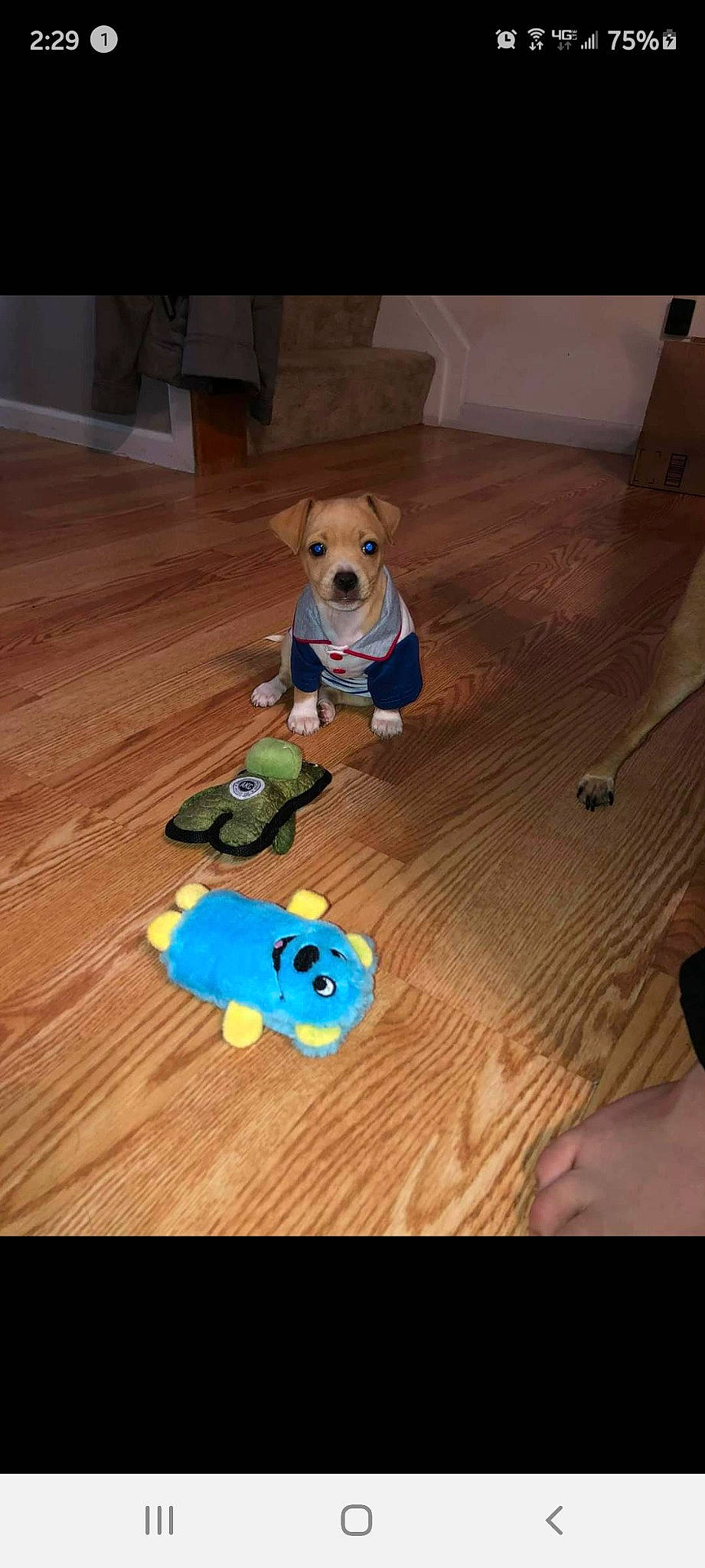 Ricky joined the competition — help win amazing prizes! canidae, carnivore, companion_dog, dog, dog_breed, fawn, floor, flooring, hardwood, laminate_flooring, pembroke_welsh_corgi, play, puppy, snout, sporting_group, toy, wood_flooring